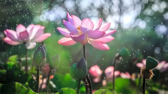 ベトナムの蓮花